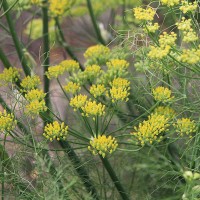 Fennel Flowers for Pollen
