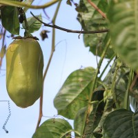 Giant Grenadilla Passionfruit