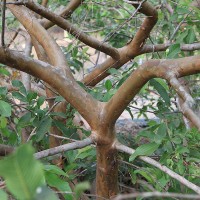 Guava Tree Trunk