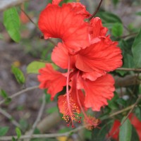 Hibiscus - Edible Flower