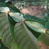 Ice Cream Bean Tree Leaves