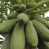 Papaya - Giant