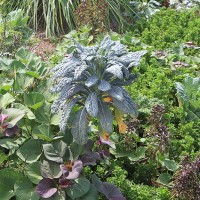 Polyculture with Sweet Potato Invasion