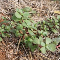 Purslane