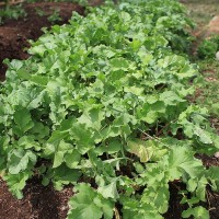 Radish Patch