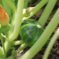 Squash 3