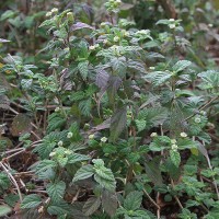 Aztec Stevia Plant - Phyla Dulcis
