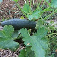 Zucchini growing with Tapered End