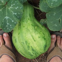 Zuchini Squash