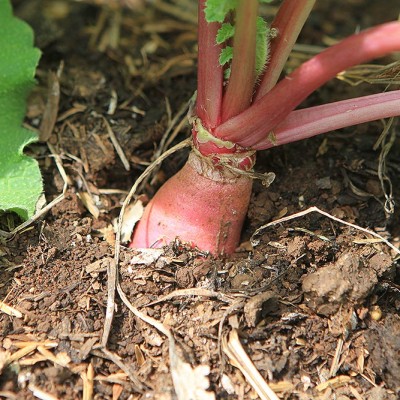 Radish Root