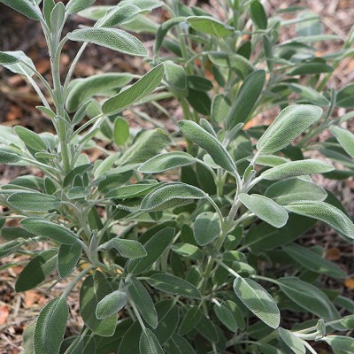 Sage - Salvia