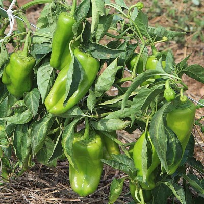 Sweet Peppers