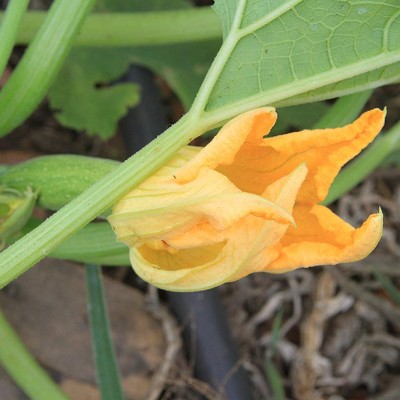 Zucchini Flower - Edible
