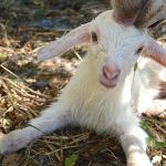 Baby white goat