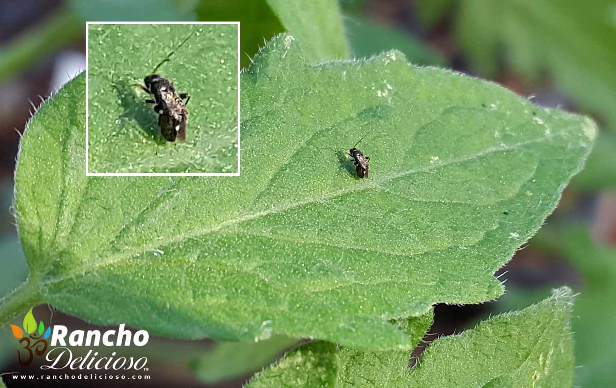 Insect Pests and Solutions